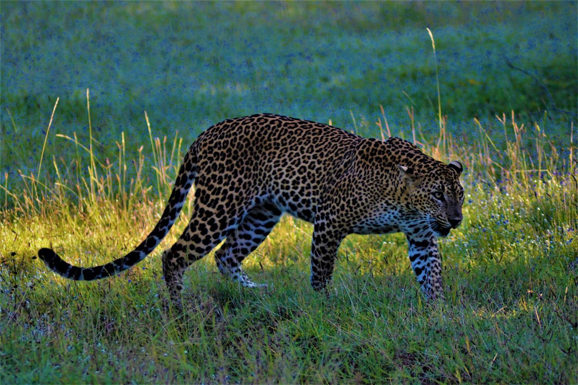 Yala Podi Hoona Bush Camp Hotell Eksteriør bilde